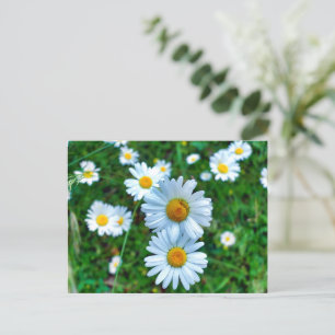 Ox-Eye Daisies Postcard