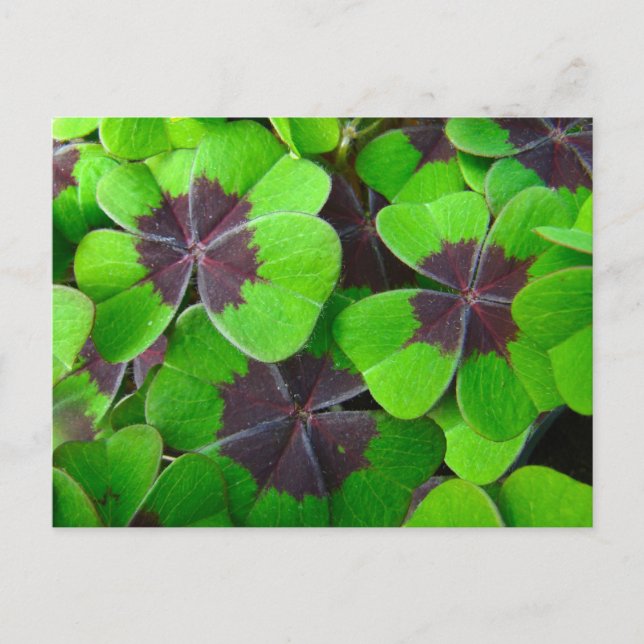 Oxalis Leaves - Red and Green Postcard (Front)