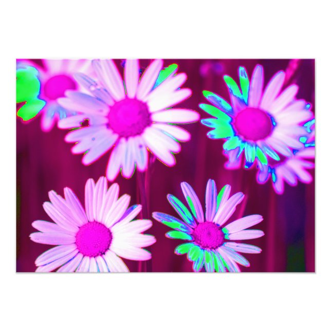Oxeye Daisy Meadow Pop Art Style Photo Print (Front)