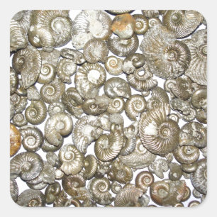 Oxford clay ammonites Photograph Square Sticker
