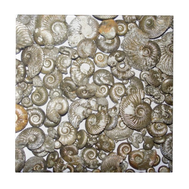 Oxford clay ammonites Photograph Tile (Front)