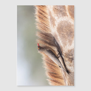 Oxpecker on a giraffe