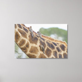 Oxpeckers on Giraffe, Kruger National Park, Canvas Print