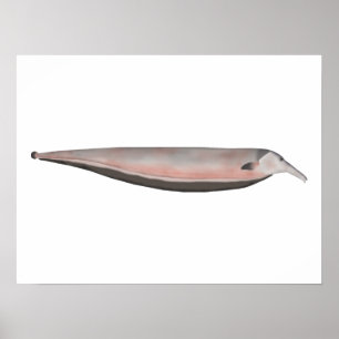 Oxyrhynchus Tube-snouted Ghost Knifefish Poster