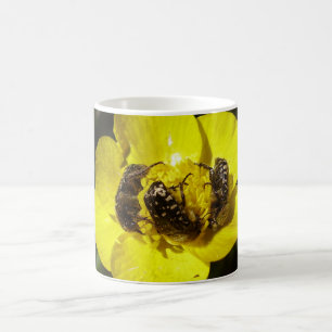 Oxythyrea Funesta Beetles Bug Mug