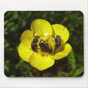 Oxythyrea Funesta Beetles Mouse Mat