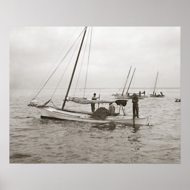 Oyster Boats, 1903. Vintage Photo Poster (Front)