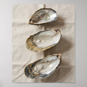 Oyster Shell Coastal Study Poster
