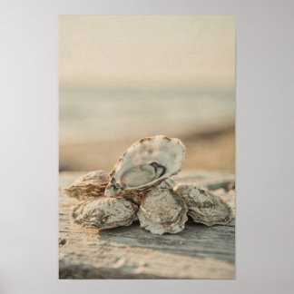 Oyster Shells Coastal and Ocean Art Print