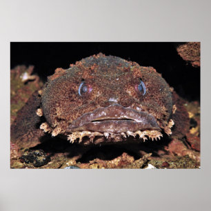 Oyster Toad Portrait Poster