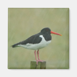Oystercatcher Magnet