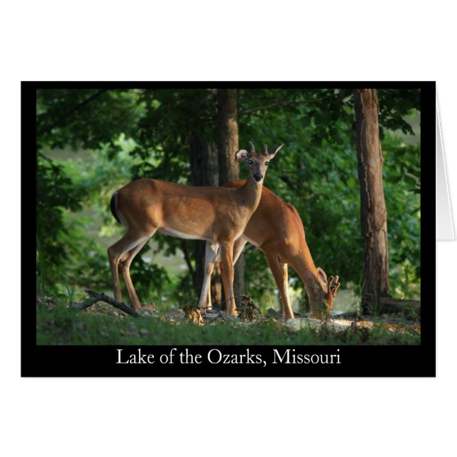Ozark Deer (Title) (Front Horizontal)