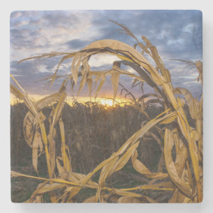 Ozarks Harvest Stone Coaster