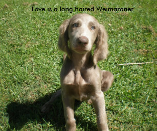 Weimaraner Mouse Pads Zazzle Nz