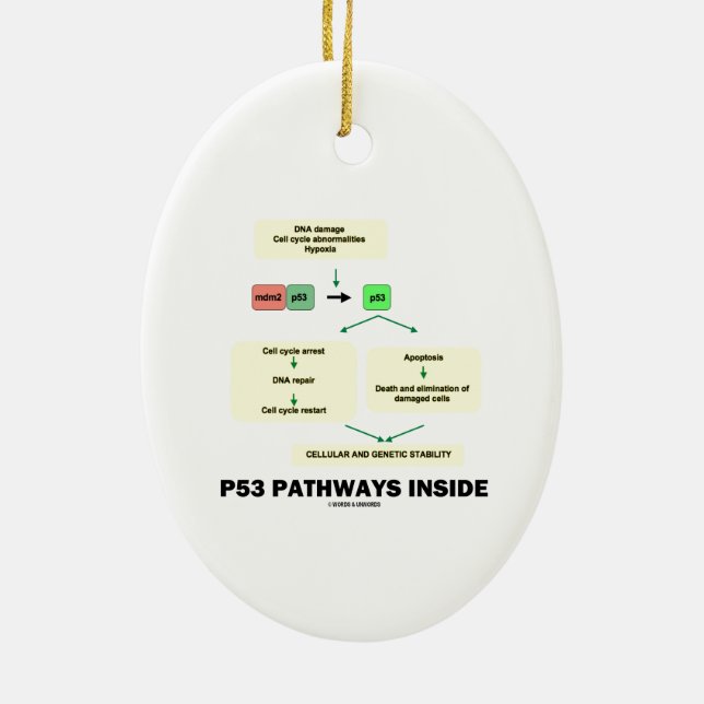 P53 Pathways Inside (Cell Molecular Biology) Ceramic Tree Decoration (Back)