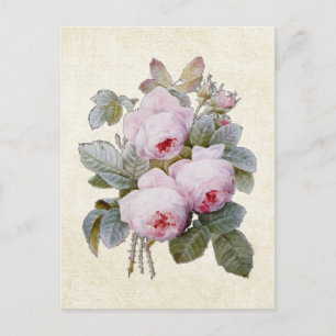 P.J. Redoute Bourbon Rose Floral Postcard