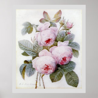 P.J. Redoute Bourbon Rose Poster