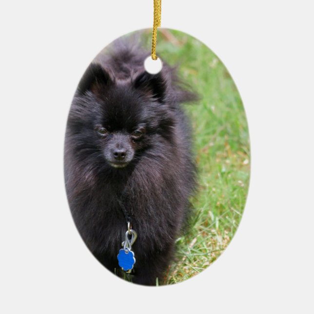 Pablo the Pomeranian Ceramic Tree Decoration (Front)