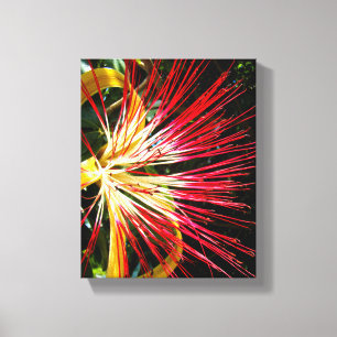 Pachira Aquatica Canvas Print