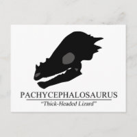 Pachycephalosaurus Skull