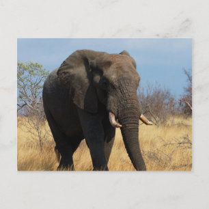 Pachyderm Postcard