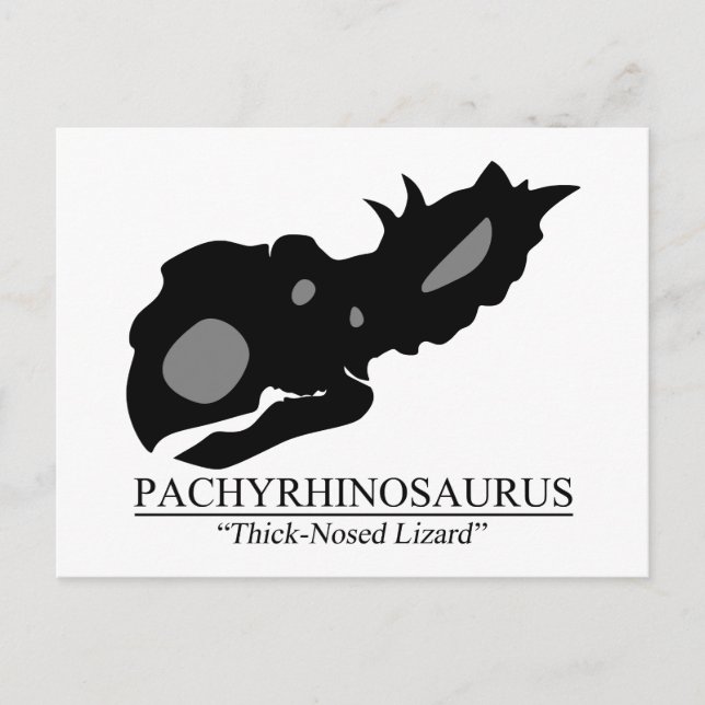 Pachyrhinosaurus Skull Postcard (Front)