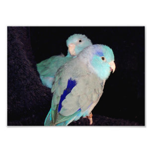 Pacific Blue Parrotlet Love Birds Portrait Photo