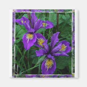 Pacific coast (Douglas) iris - Magnet