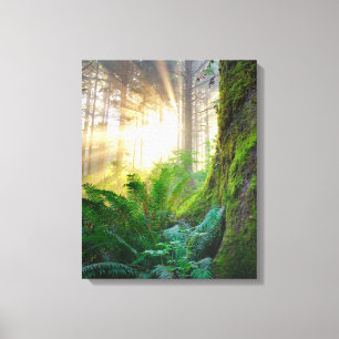 Pacific Coast Forest, Oregon Canvas Print