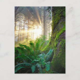 Pacific Coast Forest, Oregon Postcard