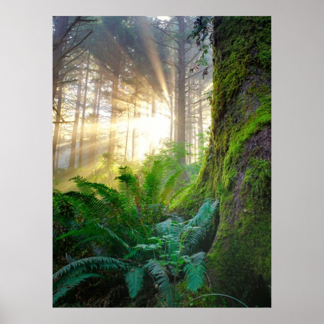 Pacific Coast Forest, Oregon Poster (Front)