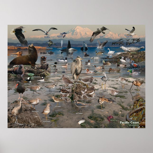 Pacific Coast Poster (Front)