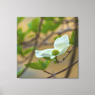 Pacific Dogwood Canvas Print