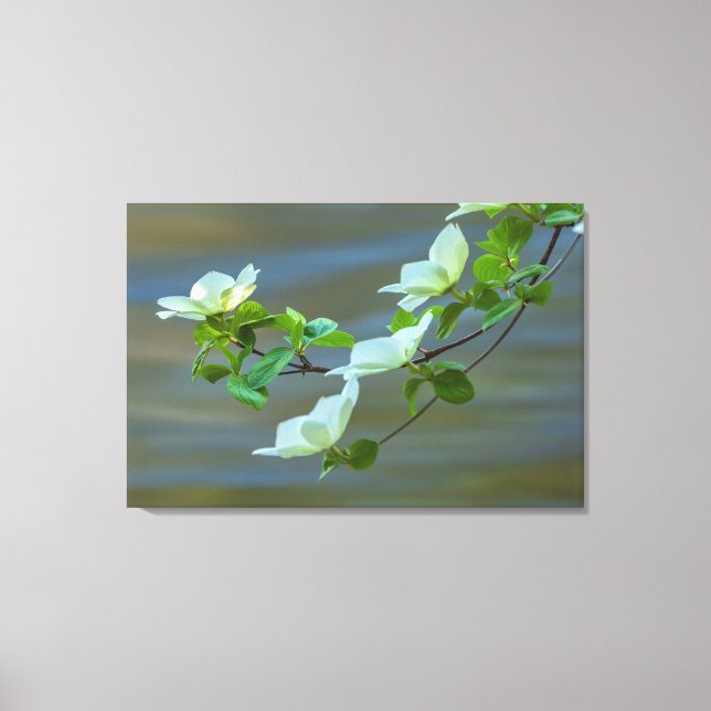 Pacific Dogwoods Canvas Print (Front)