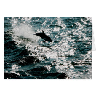 Pacific Dolphin