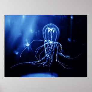 Pacific Fluorescent Jellyfish Poster