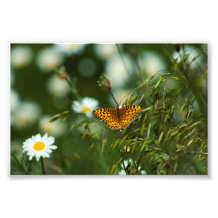 Pacific Fritillary Butterfly Photo Print