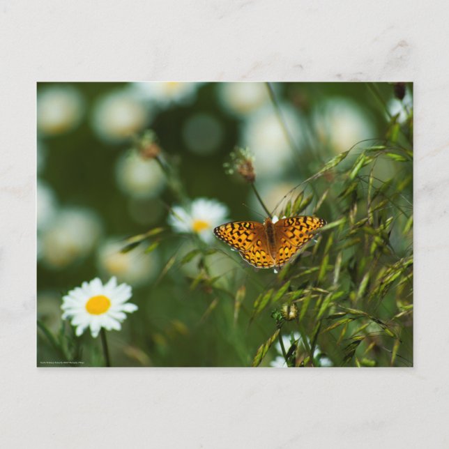 Pacific Fritillary Butterfly Postcard (Front)
