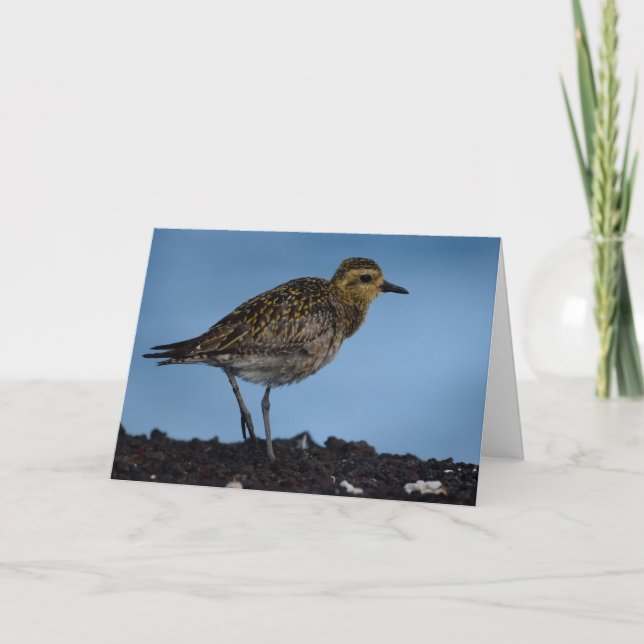 Pacific Golden Plover Holiday Card (Front)