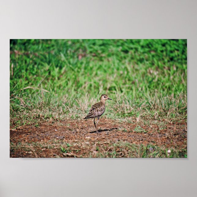 Pacific Golden Plover Poster (Front)