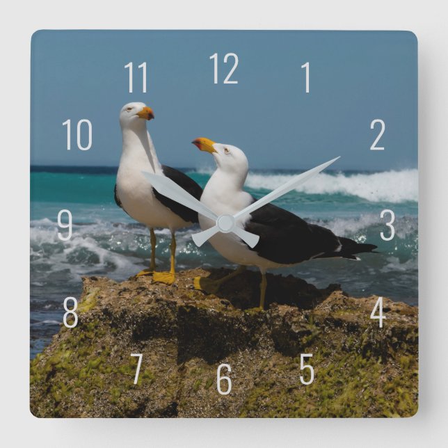Pacific Gull Bird Beach in Paradise Australia Square Wall Clock (Front)