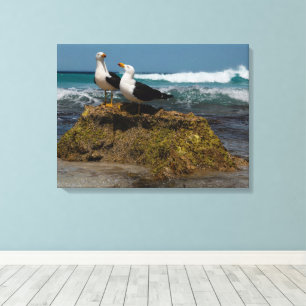 Pacific Gull Bird Beach Ocean Landscape Australia Canvas Print