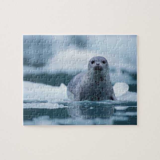 pacific harbour seal, Phoca vitulina richardsi Jigsaw Puzzle (Horizontal)