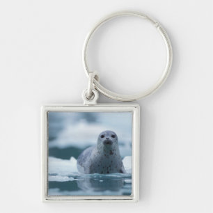 pacific harbour seal, Phoca vitulina richardsi Key Ring