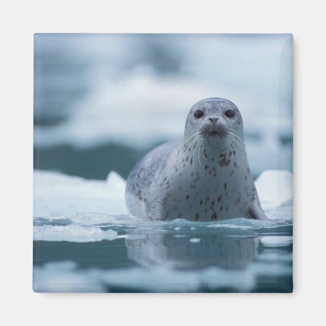 pacific harbour seal, Phoca vitulina richardsi Magnet (Front)