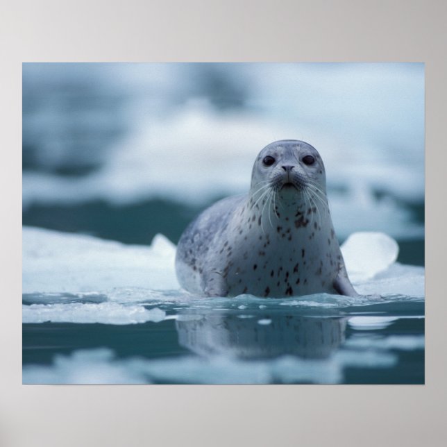 pacific harbour seal, Phoca vitulina richardsi Poster (Front)