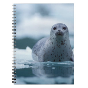 pacific harbour seal, Phoca vitulina richardsi Spiral Notebook