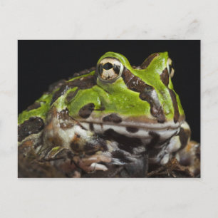 Pacific Horned Frog Ceratophrys stolzmanni) Postcard