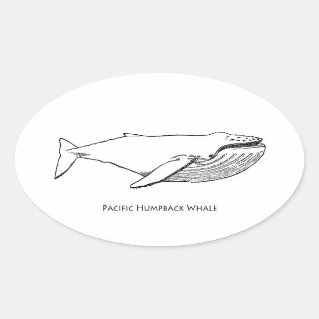 Pacific Humpback Whale Oval Sticker (Front)