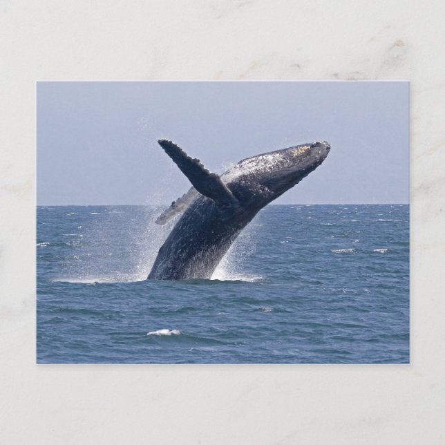 Pacific Humpback Whale... Postcard (Front)